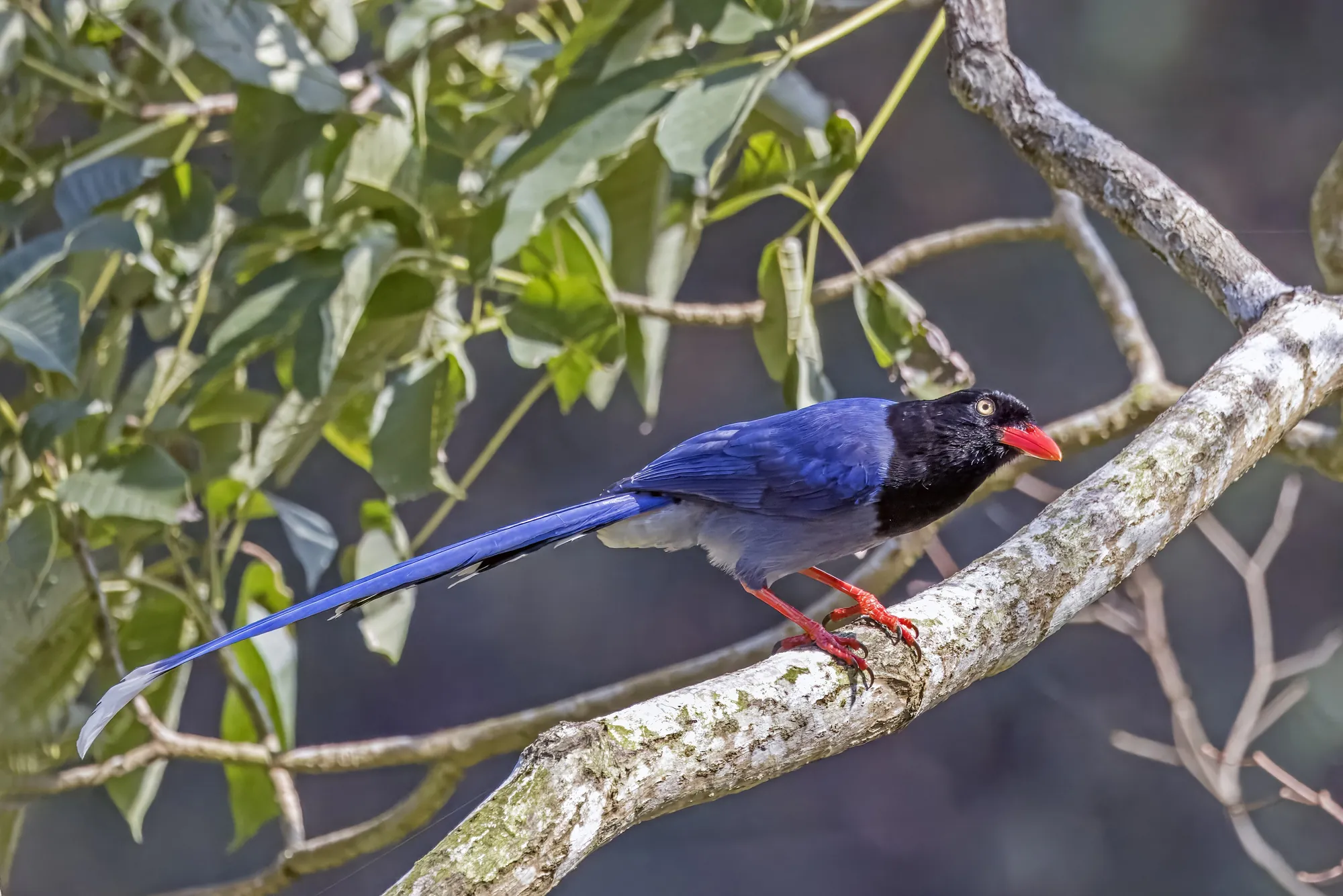 A Taiwan blue magpie perched on a branch, its long tail hanging down