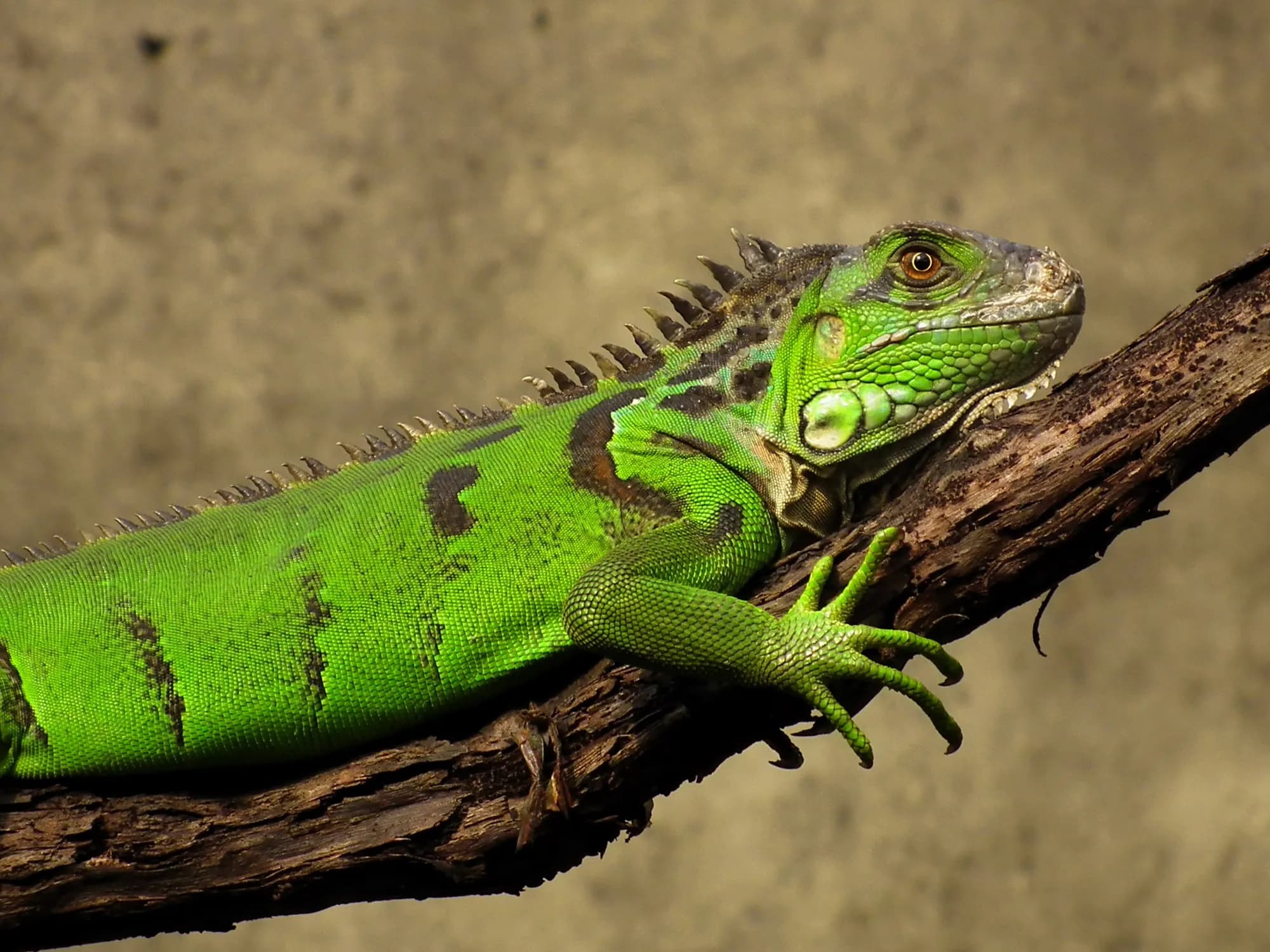 A green iguana lying along a branch