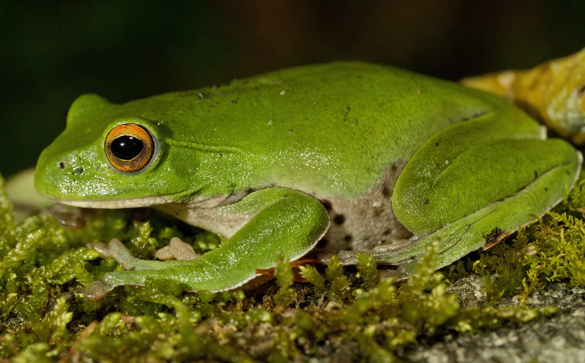 A Moltrecht's green treefrog sitting on moss