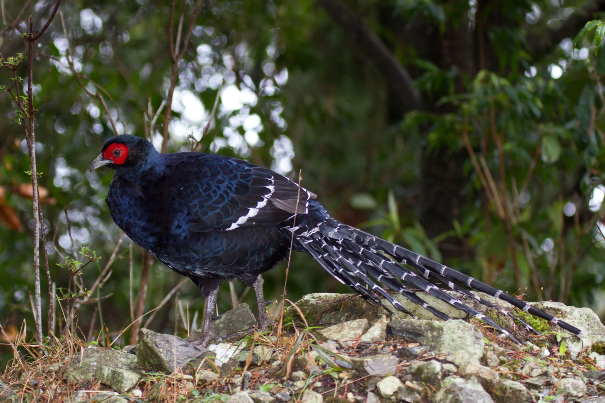 A Mikado pheasant standing on the forest floor, its red face wattle bright