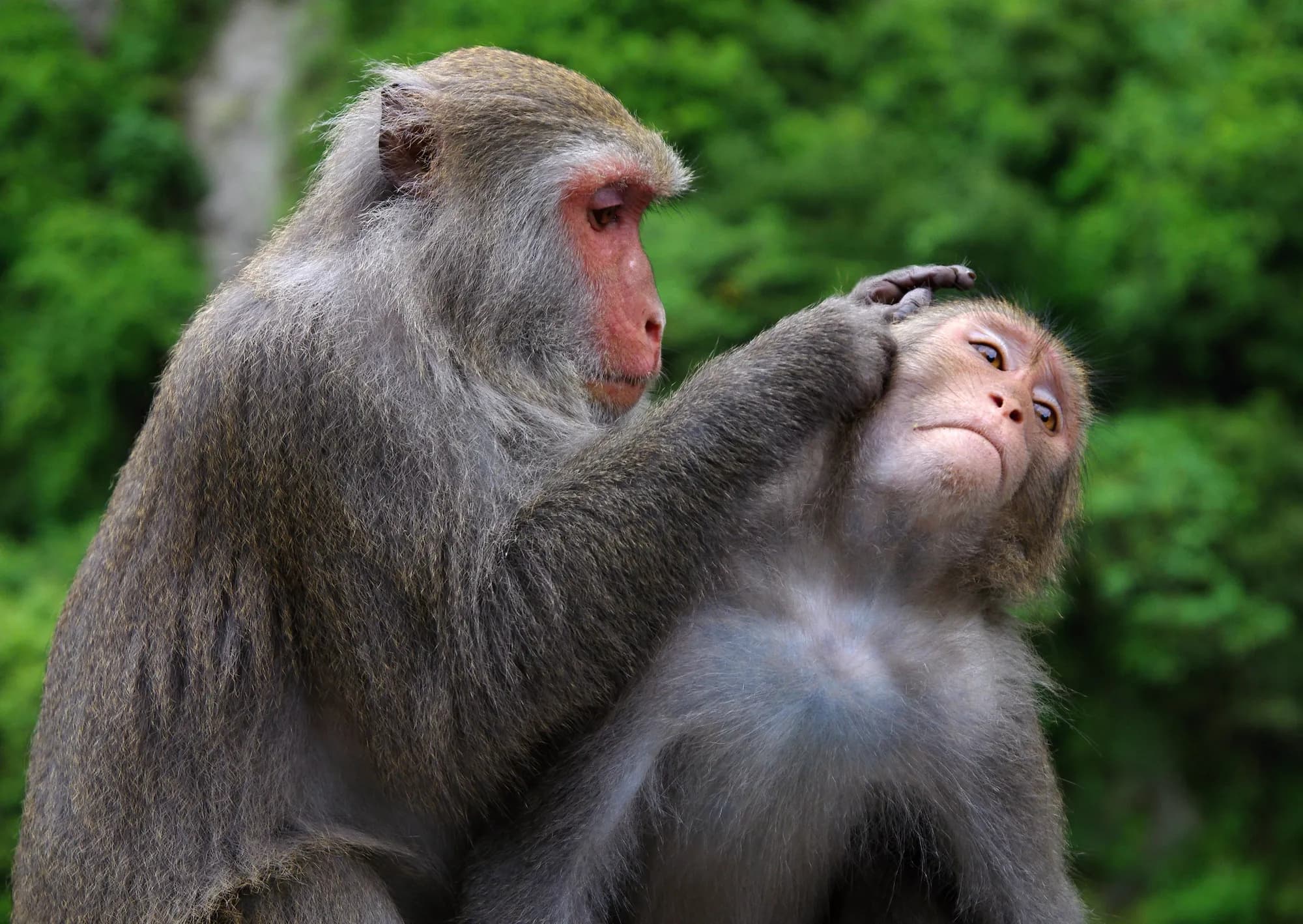 Two Formosan rock macaques sitting together, one grooming the other
